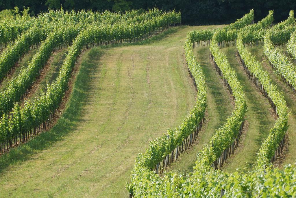 Winzerzimmer - Weingut Tinhof Kismarton Kültér fotó
