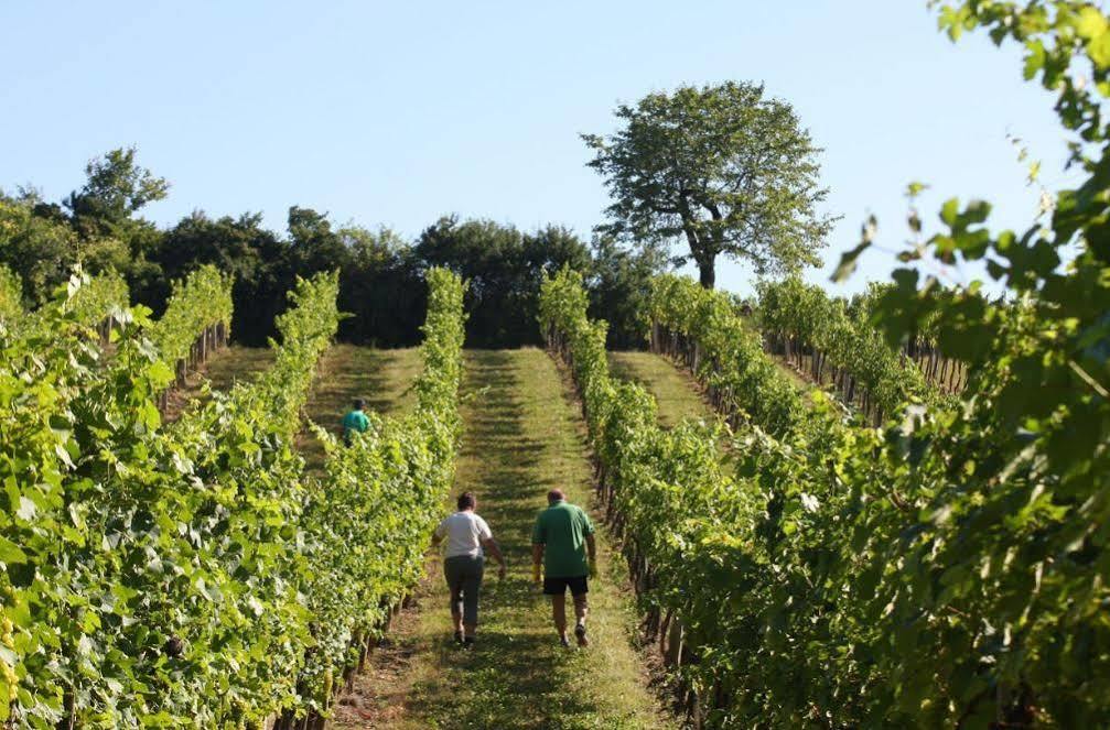 Winzerzimmer - Weingut Tinhof Kismarton Kültér fotó