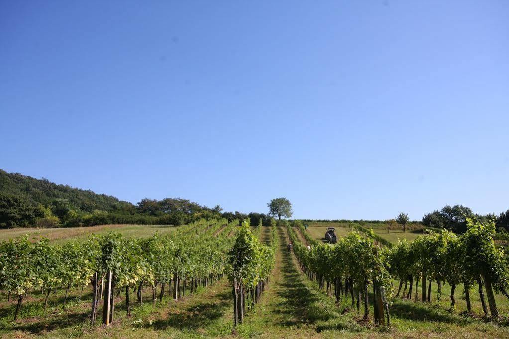 Winzerzimmer - Weingut Tinhof Kismarton Kültér fotó