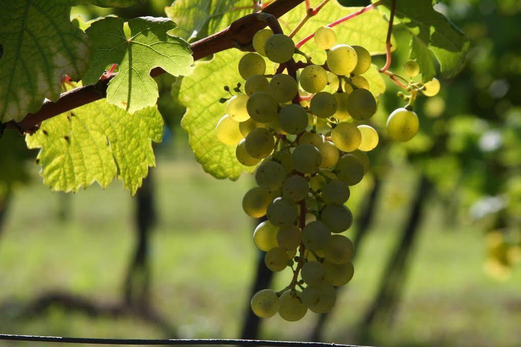Winzerzimmer - Weingut Tinhof Kismarton Kültér fotó